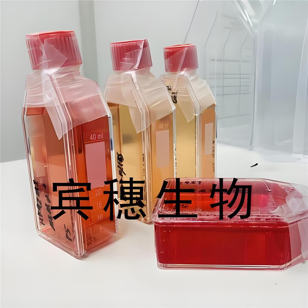 OK Cells#负鼠肾细胞系传代性好|培养基|有STR图谱