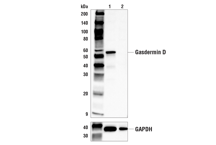 Gasdermin D (E9S1X) 兔单克隆抗体