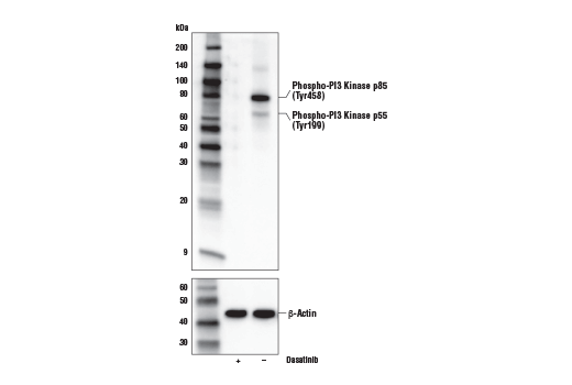 Phospho-PI3 Kinase p85 (Tyr458)/p55 (Tyr199) (E3U1H) 兔单克隆抗体