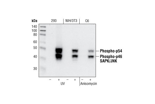 磷酸化 SAPK/JNK (Thr183/Tyr185) 兔单克隆抗体