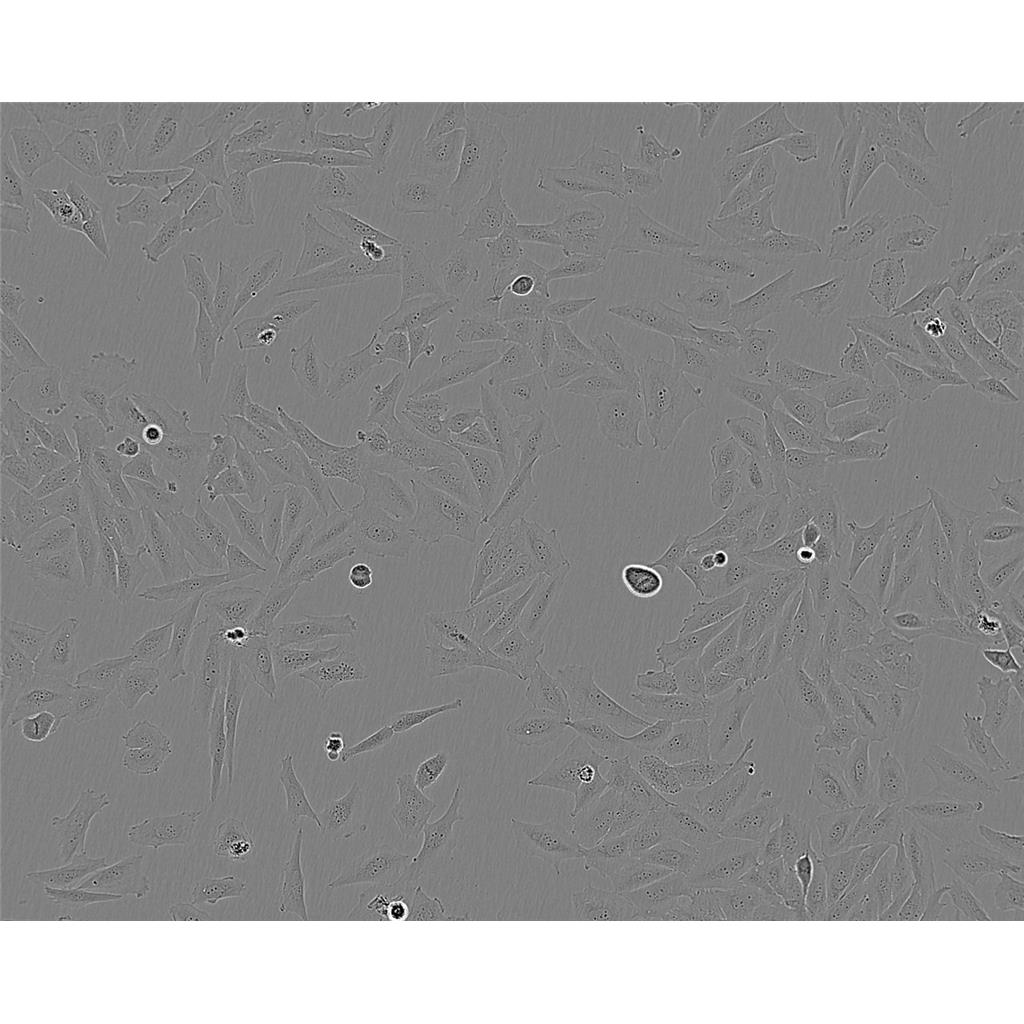HPAF-II Cells#人胰腺癌细胞系传代性好|培养基|有STR图谱
