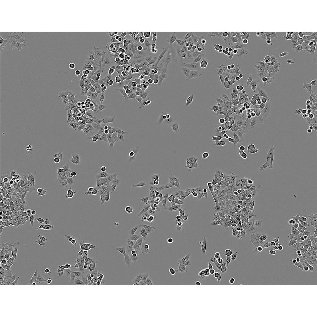 HeLaS3 Cells#人宫颈癌细胞系复苏中心|完全培养基|STR图谱