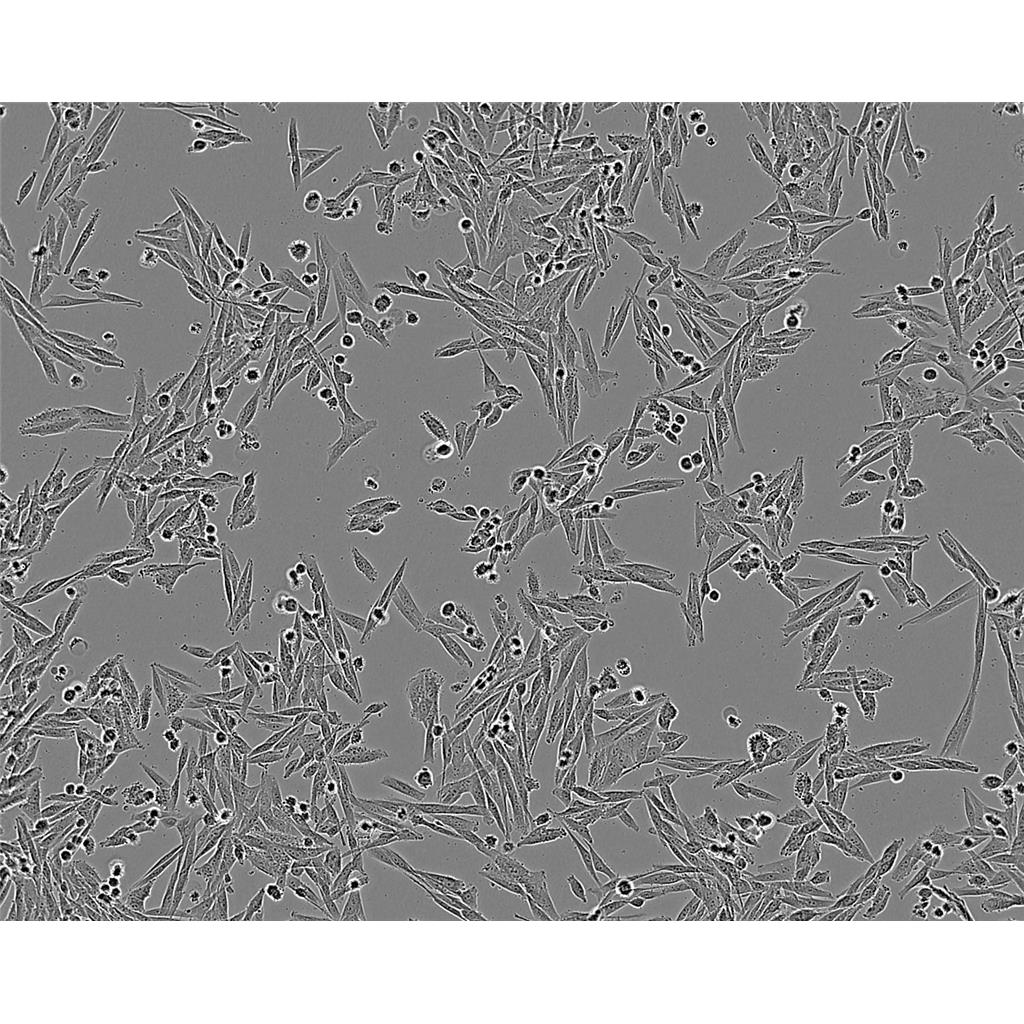 PANC10.05人胰腺癌细胞新批次|培养基|送STR图谱