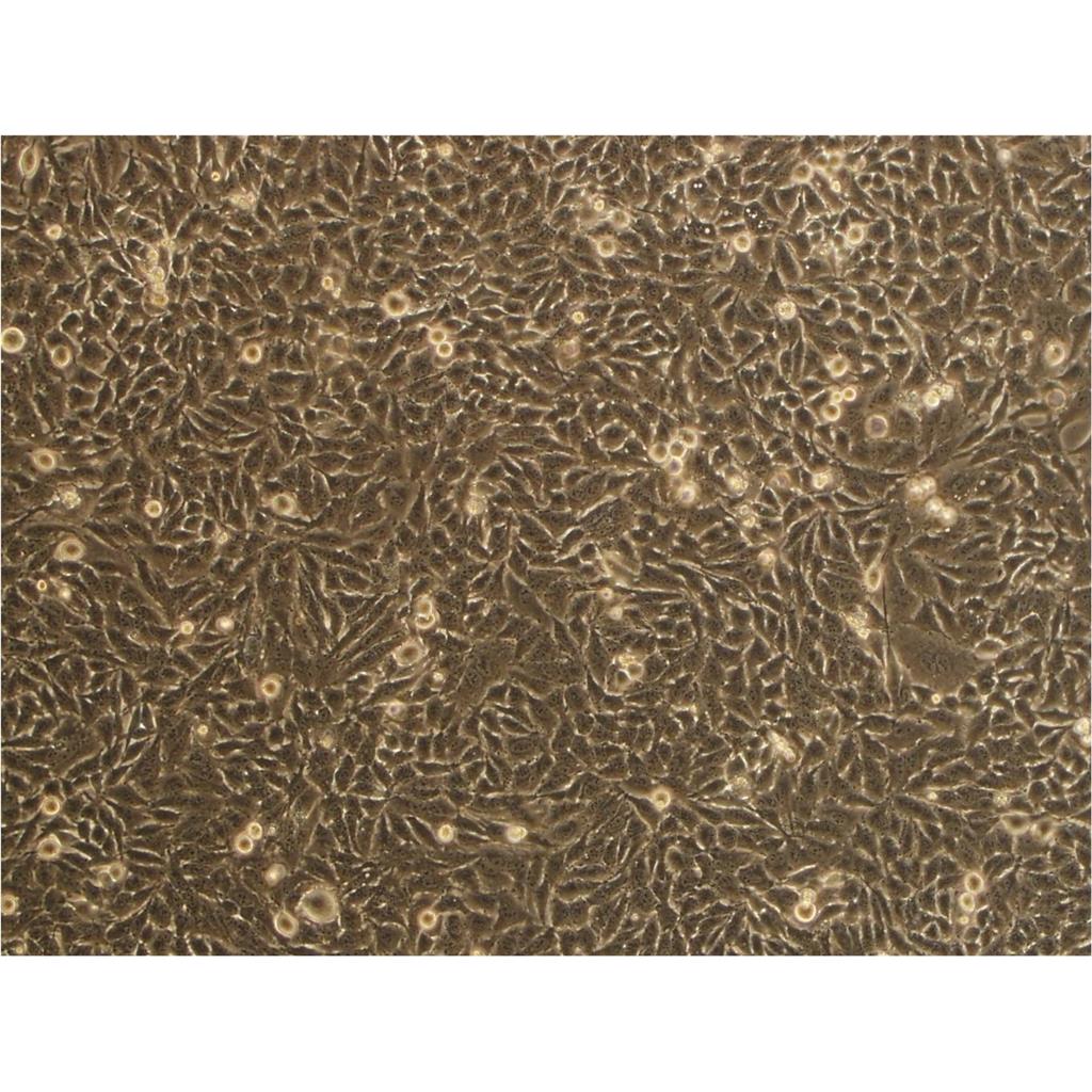 Hep 3B2 Cells#人肝癌细胞系复苏中心|完全培养基|STR图谱