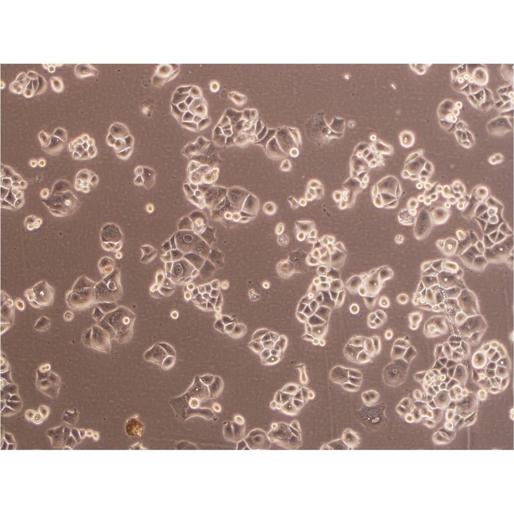 H-2452 Cells#人间皮瘤细胞系复苏中心|完全培养基|STR图谱