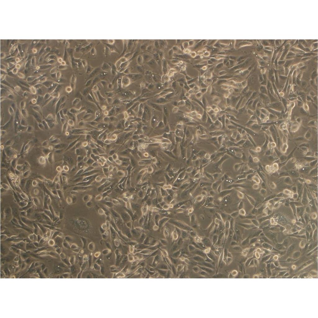 H-2228 Cells#人非小细胞肺癌细胞系复苏中心|完全培养基|STR图谱