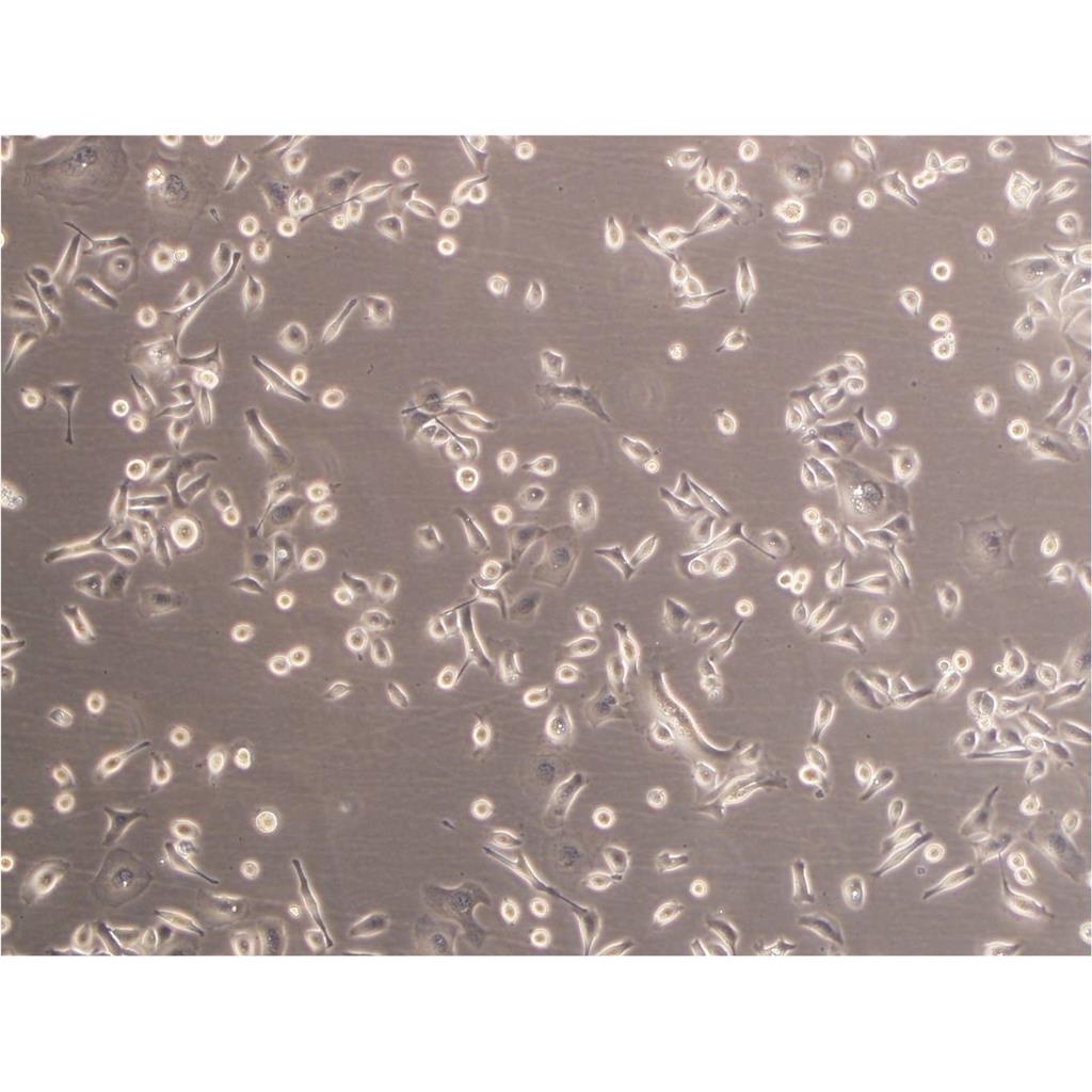 H460 Cells#人大细胞肺癌细胞系复苏中心|完全培养基|STR图谱