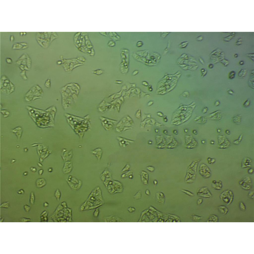 SKMEL-2 Cells#人恶性黑色素瘤细胞系源头种子库|培养基|STR图谱