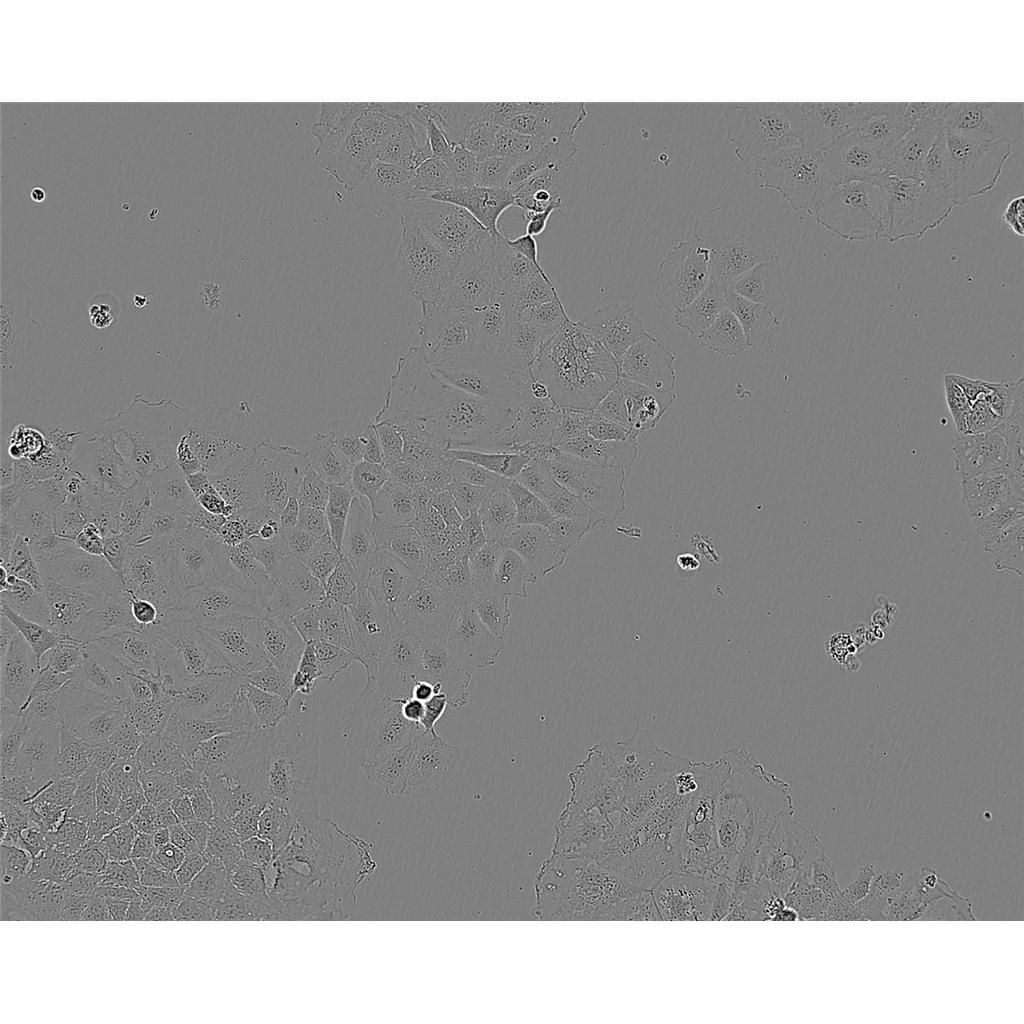HS 683T Cells#人脑胶质瘤细胞系源头种子库|培养基|STR图谱