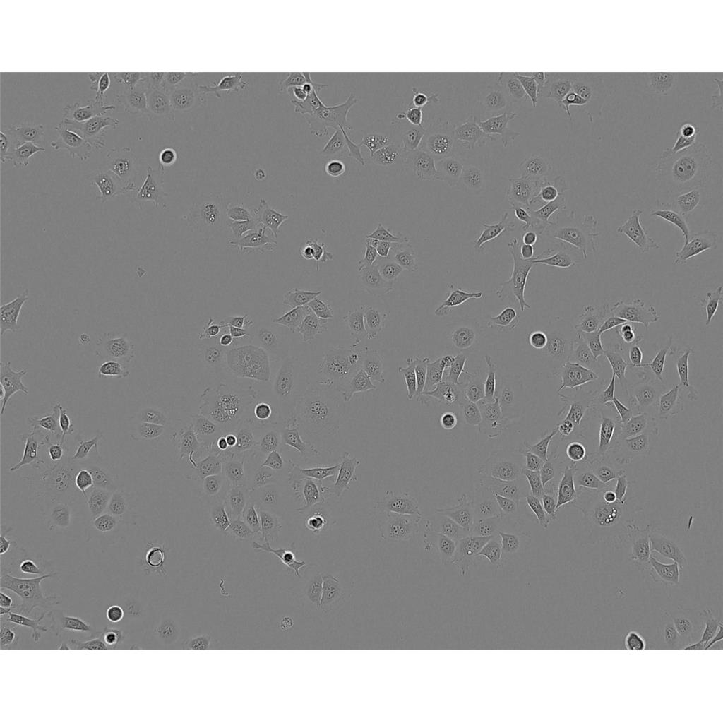 BNCL2 Cells#小鼠胚胎肝细胞系源头种子库|培养基|STR图谱