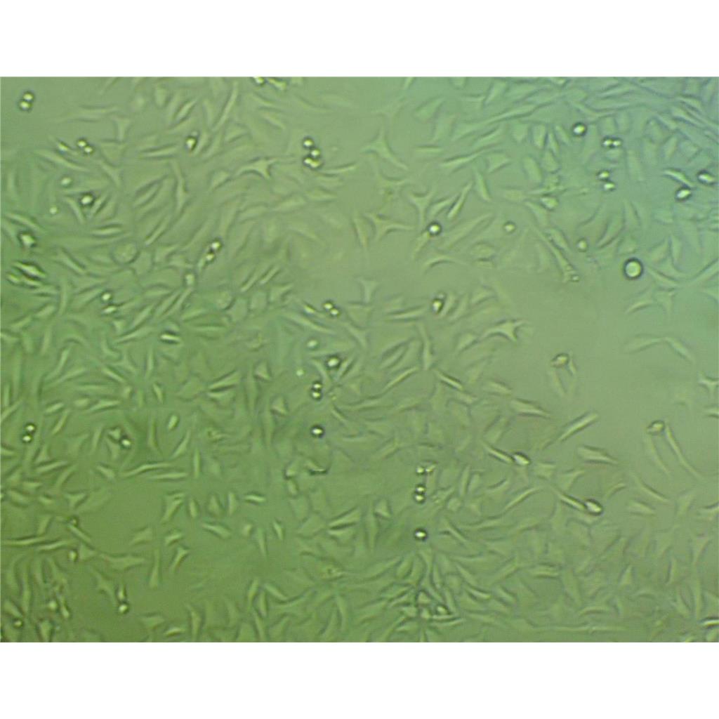 ssMCF7 Cells#人乳腺癌细胞系源头种子库|培养基|STR图谱