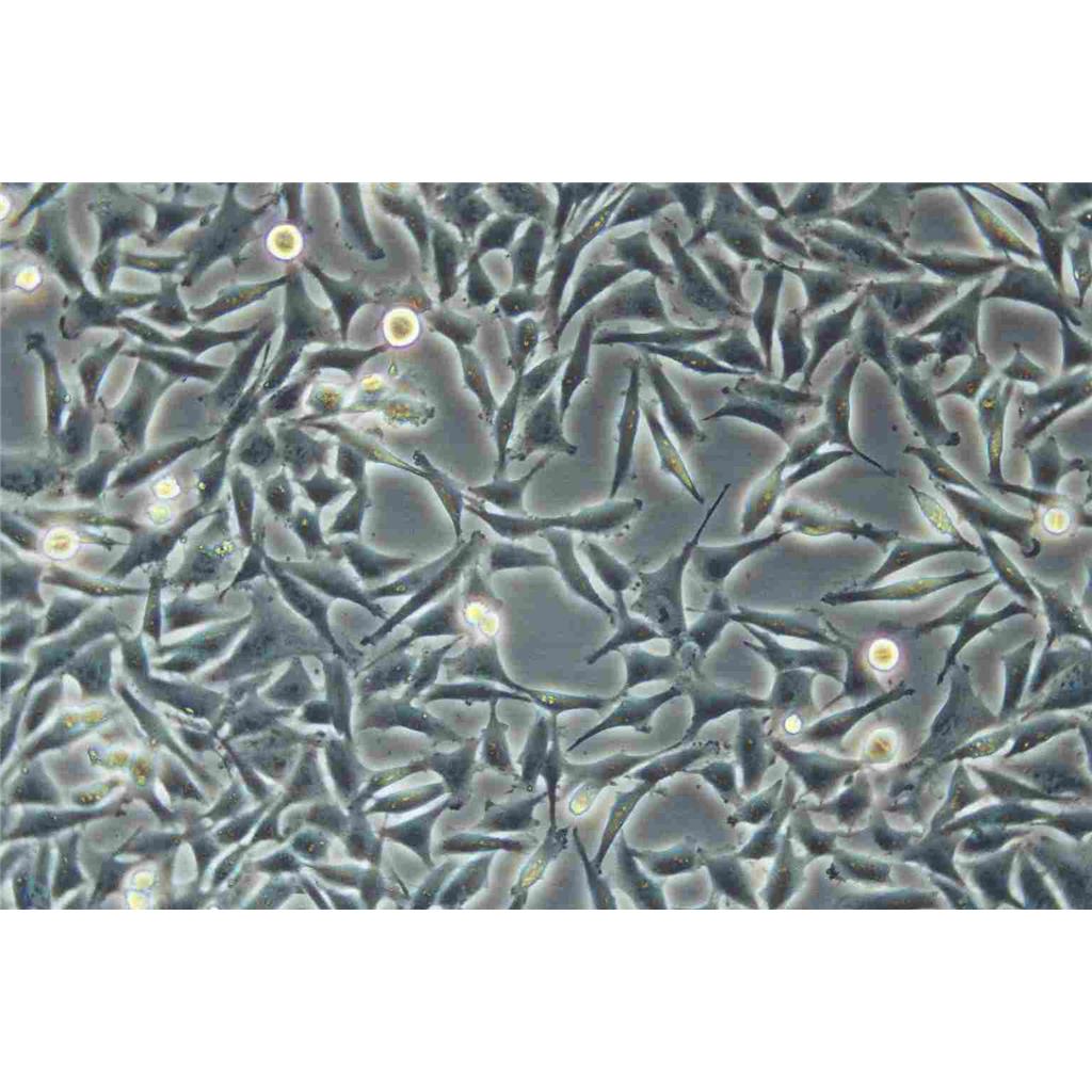 NCI-460 Cells#人大细胞肺癌细胞系源头种子库|培养基|STR图谱