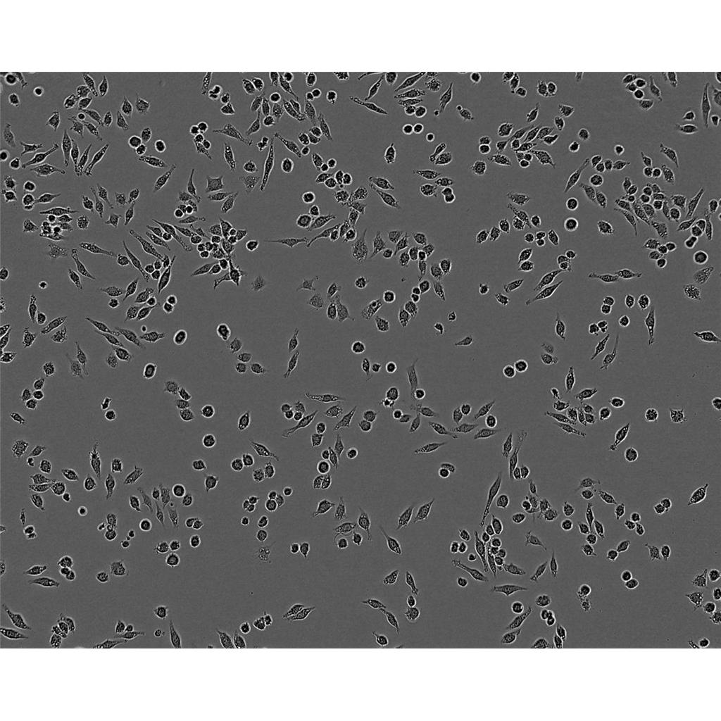 mda-436 Cells#人乳腺癌细胞系源头种子库|培养基|STR图谱