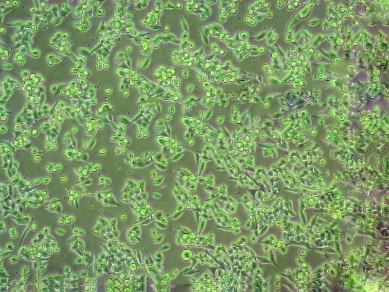 RA.1 Cells#人B淋巴细胞系源头种子库|培养基|STR图谱