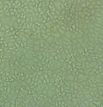 A549/ATCC Cells#人肺癌细胞系源头种子库|培养基|STR图谱