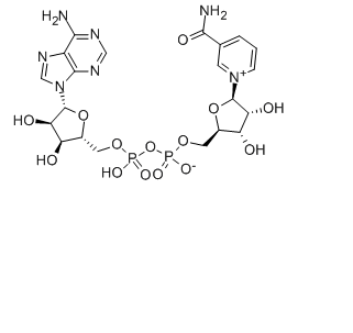  β-烟酰胺腺嘌呤二核苷酸；NAD