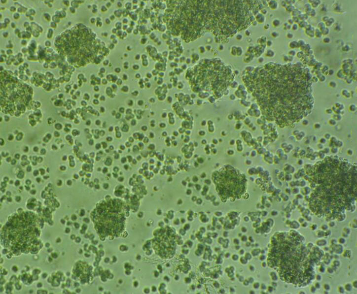 TF-1 Cells#人血液白血病细胞系源头种子库|培养基|送STR图谱