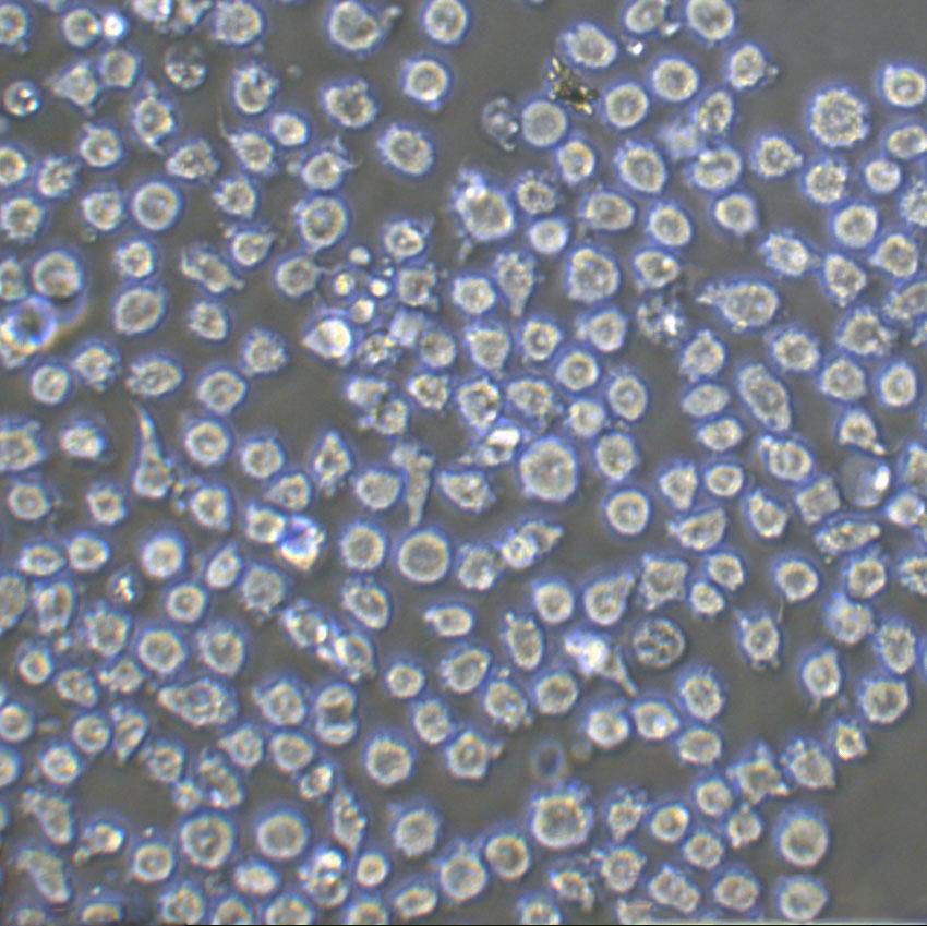 Z-138 Cells#人套细胞淋巴瘤细胞系源头种子库|培养基|送STR图谱