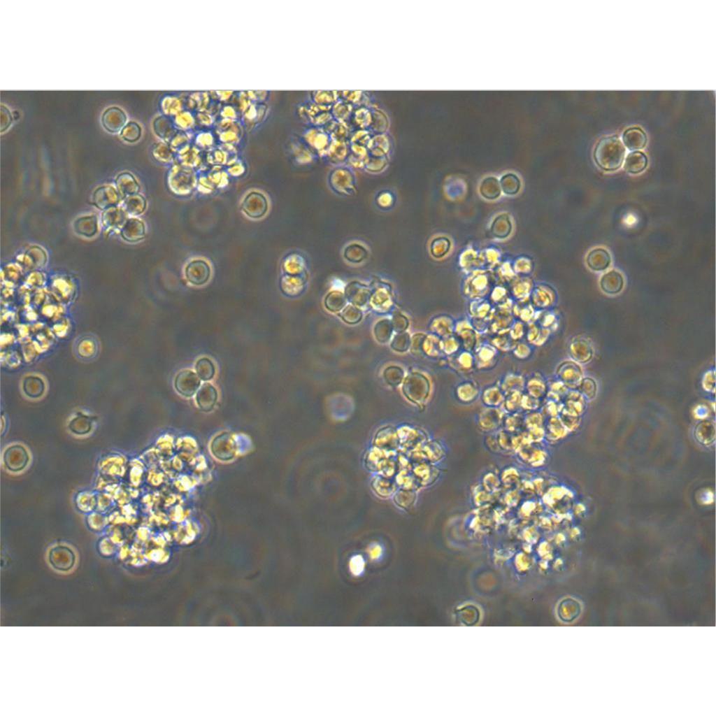 C1498 Cells#小鼠白血病细胞系源头种子库|培养基|送STR图谱