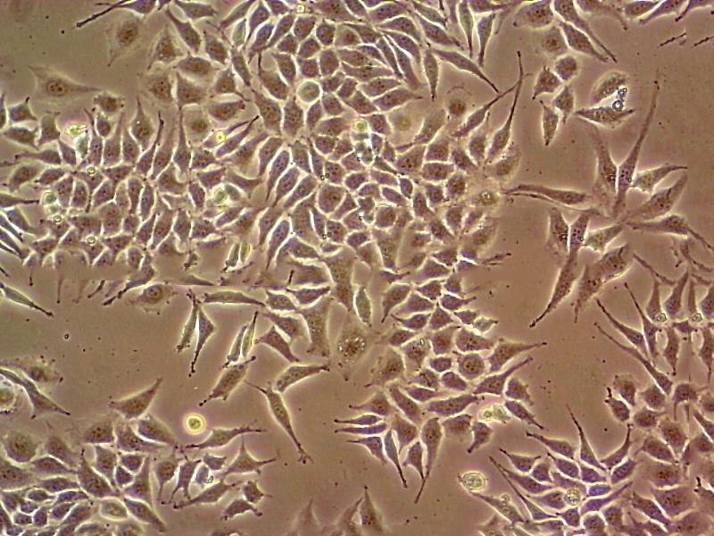 MG-63 Cells#人骨肉瘤细胞系源头种子库|培养基|送STR图谱