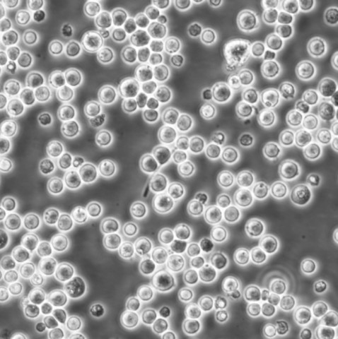 Jiyoye Cells人B淋巴悬浮细胞系(提供全部细胞STR鉴定图谱)