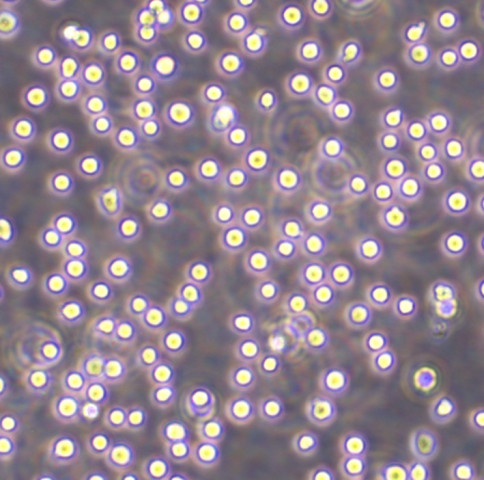 OCI-AML-3 Cells人急性髓细胞性白血病悬浮细胞系(提供全部细胞STR鉴定图谱)