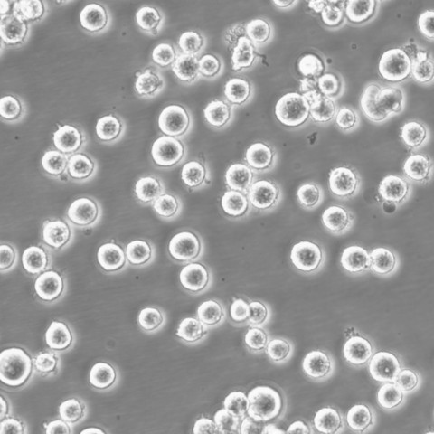 P3/NSI/1-AG4-1 Cells小鼠骨髓瘤可传代细胞系(送STR鉴定图谱)