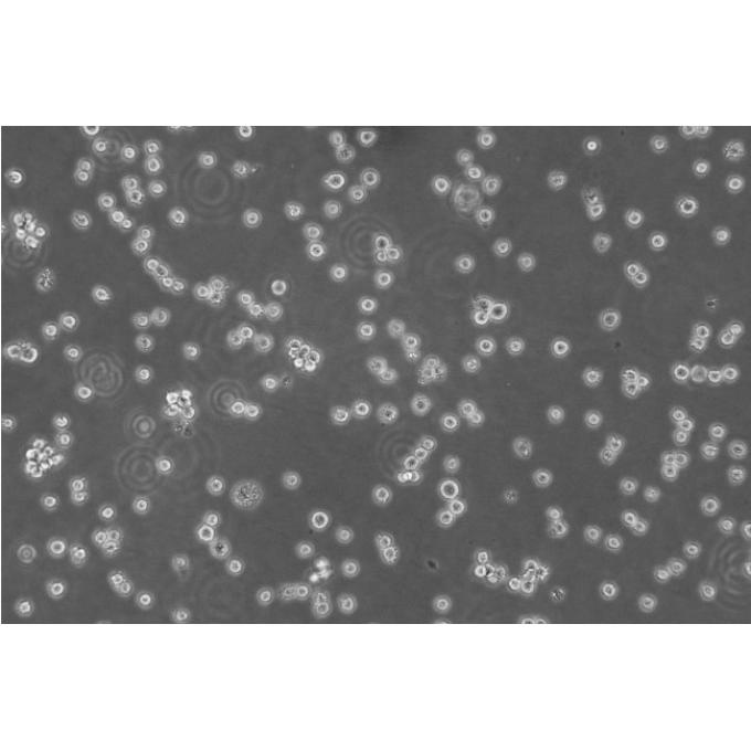 HSF Cells#人皮肤成纤维细胞系源头种子库|培养基|送STR图谱