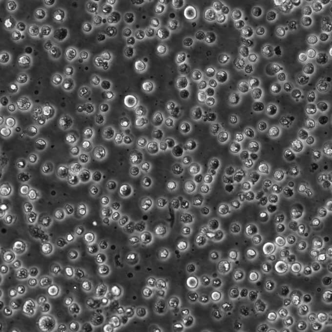 Hut292 Cells#人肺腺癌细胞系源头种子库|培养基|STR图谱