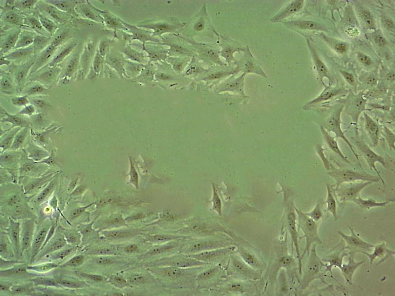 HEK 293 c18 Cells#人胚肾细胞系源头种子库|培养基|STR图谱