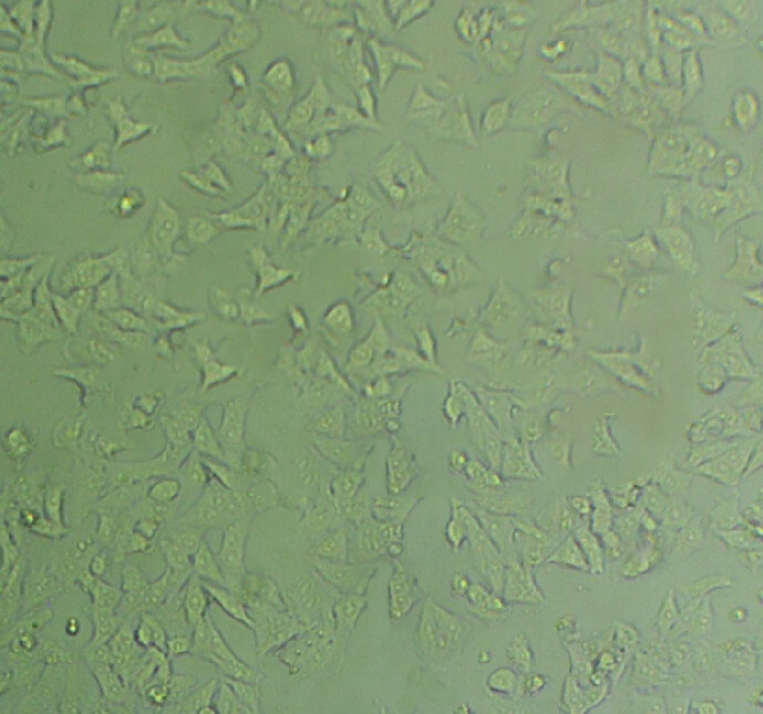 MCF7 Cells#人乳腺癌细胞系源头种子库|培养基|STR图谱