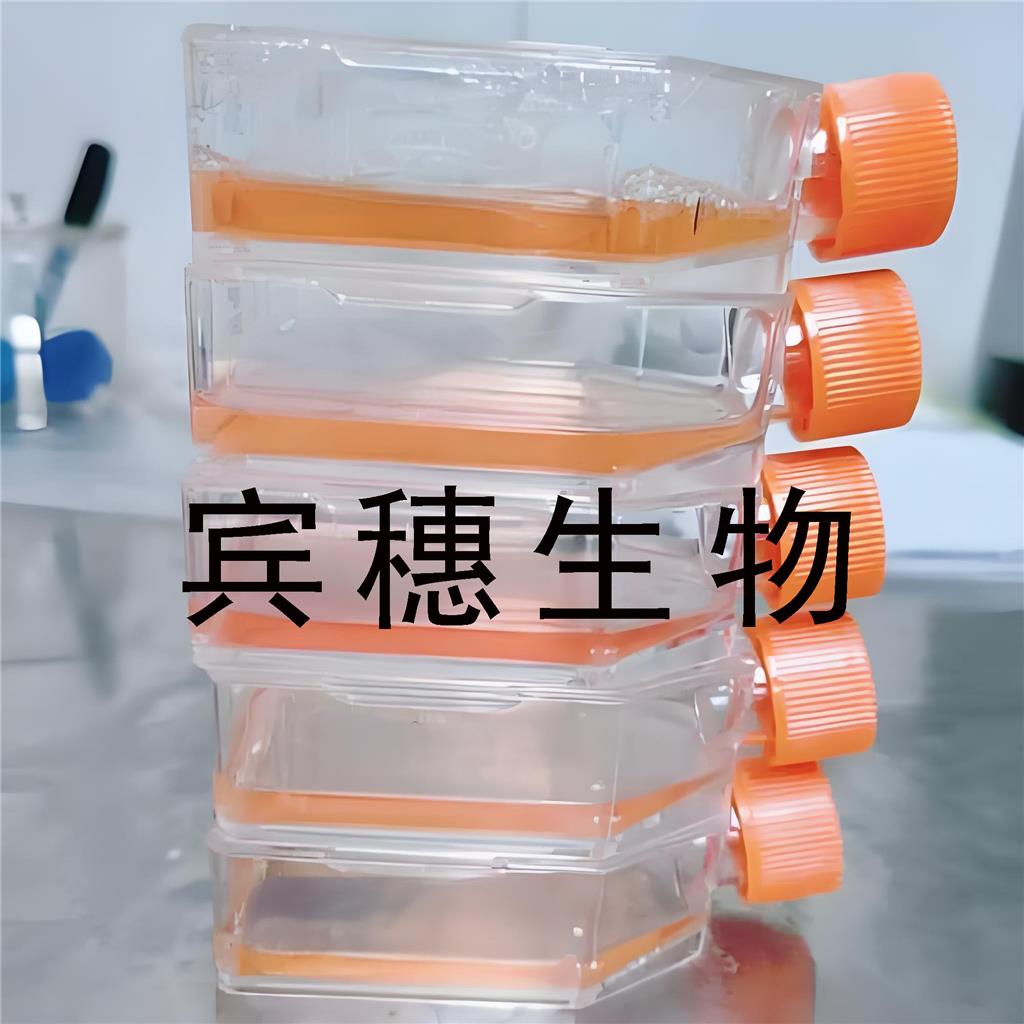 MFD-1 Cells#人红系白血病细胞系保种中心(通过STR鉴定)