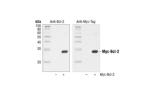 Myc-Tag (71D10) Rabbit mAb