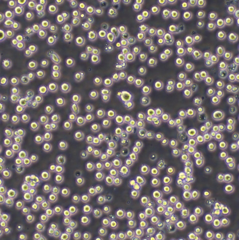 MM1.S Cells人免疫球蛋白lambda骨髓瘤悬浮细胞系(赠送STR基因图谱)