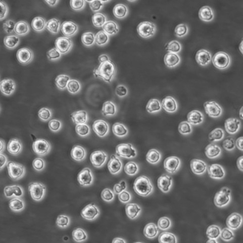 P3/NSI/1-AG4-1 Cells小鼠骨髓瘤悬浮细胞系(赠送STR基因图谱)