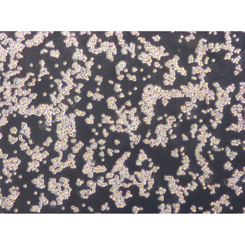 OCI-AML-3 Cells人急性髓细胞性白血病悬浮细胞系(赠送STR基因图谱)