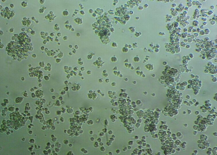 SCC-9人鳞状上皮舌癌细胞实验室|已有STR图谱