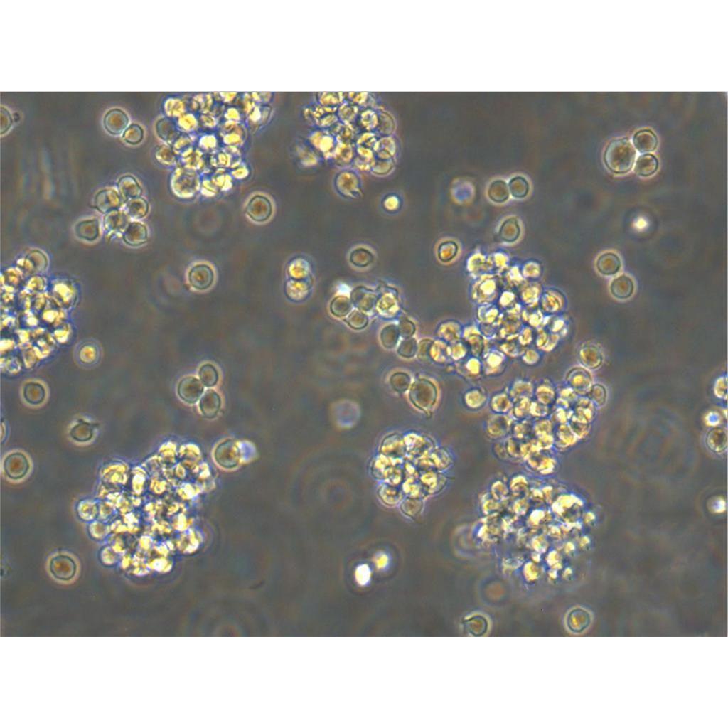 MSTO-211 H Cells#人肺癌细胞系保种中心(通过STR鉴定)