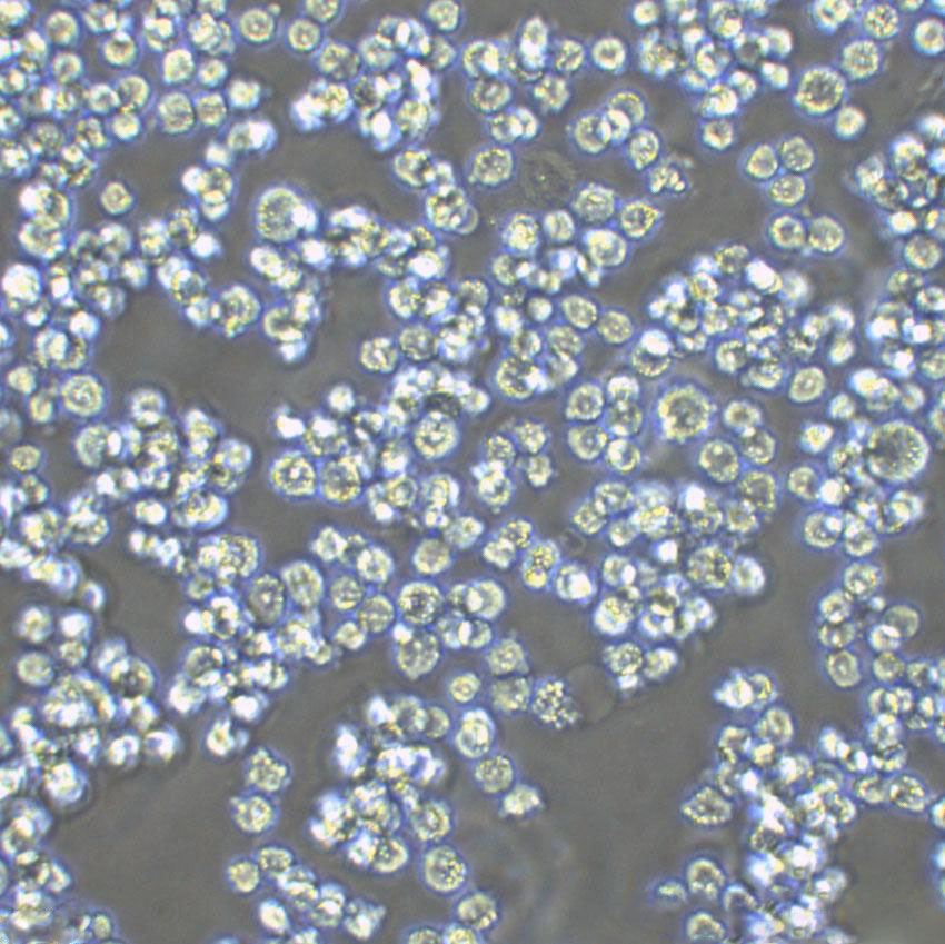 MM-1S Cells#人免疫球蛋白lambda骨髓瘤细胞系保种中心(通过STR鉴定)