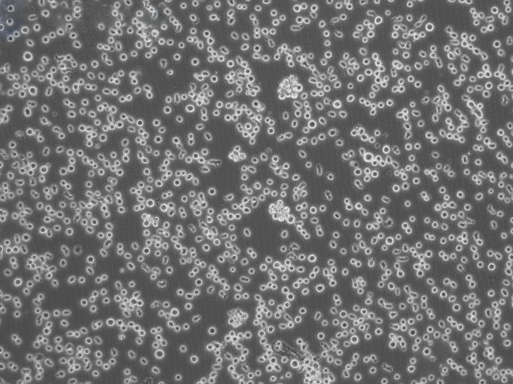 HEL Cells#人红白细胞白血病细胞系种子库|STR图谱