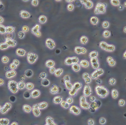 CA 46 Cells#人burkitt淋巴瘤细胞系种子库|STR图谱