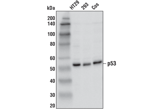 p53 (1C12) 小鼠单克隆抗体