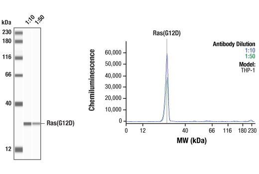 Ras (G12D 突变特异性) (D8H7) 兔单克隆抗体