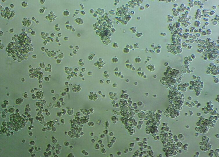 CRFK Cells#猫肾细胞系源头种子库|培养基|STR图谱