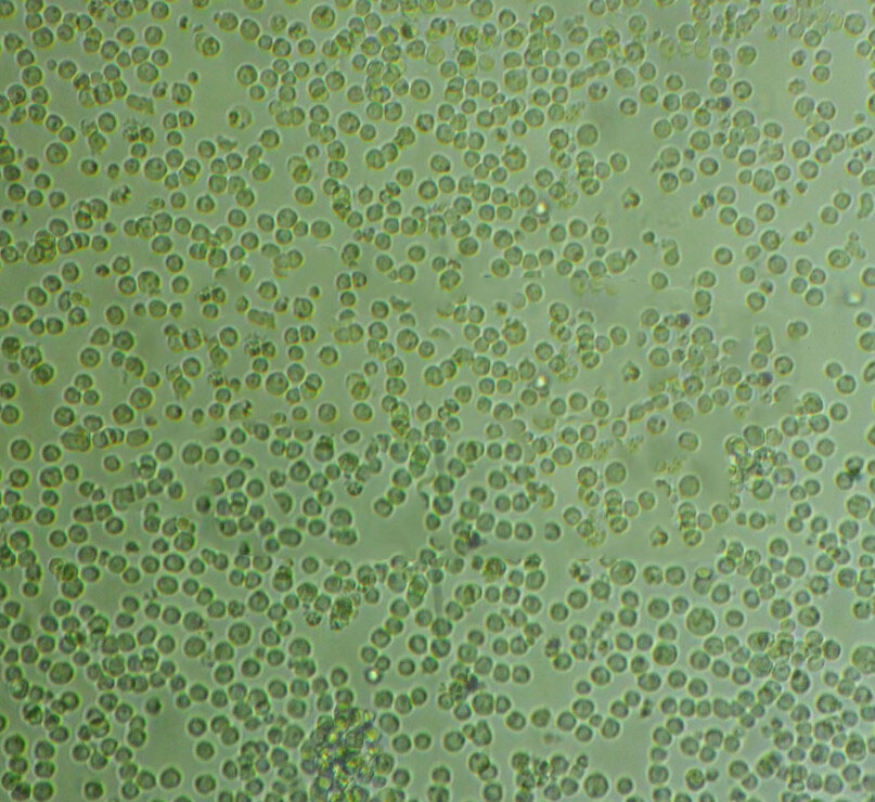 B104 Cells#大鼠神经母细胞瘤细胞系源头种子库|培养基|STR图谱