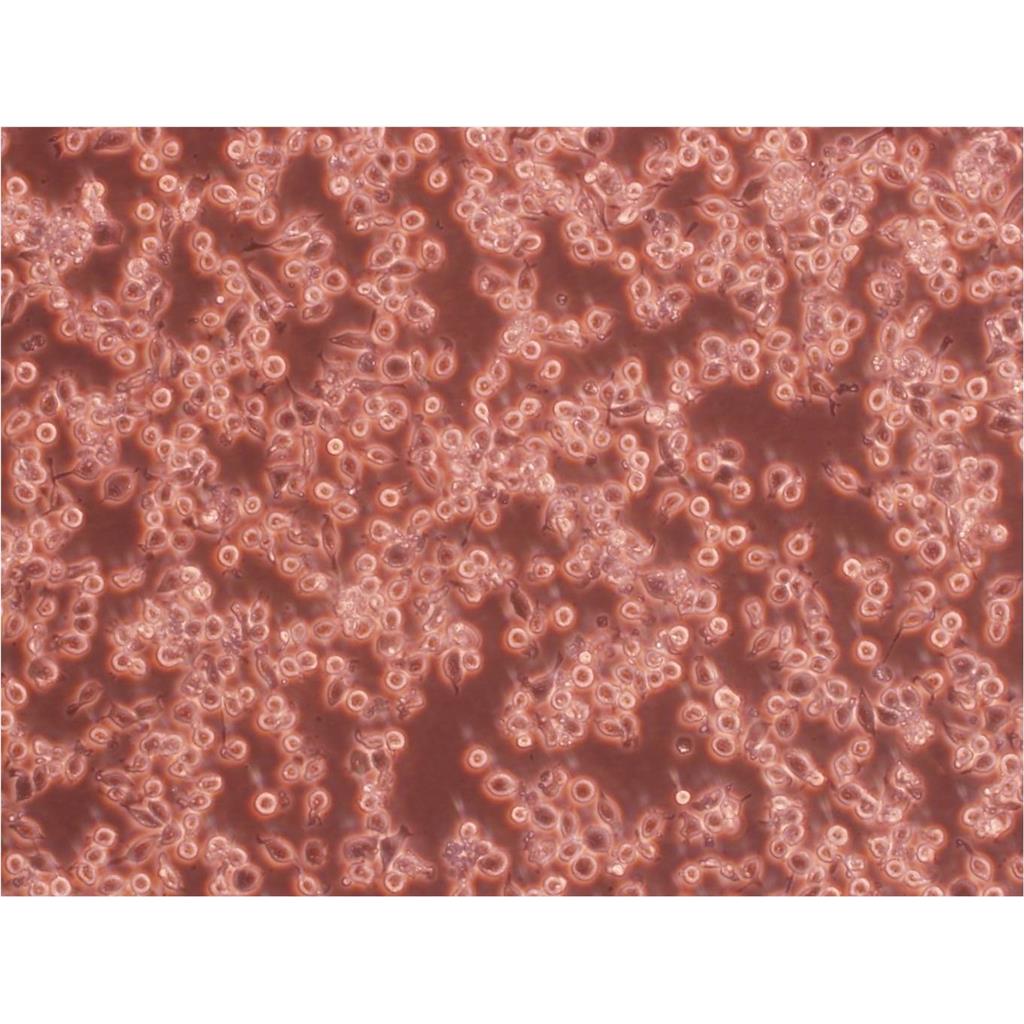 UMR-106 Cells#大鼠骨肉瘤细胞系源头种子库|培养基|STR图谱