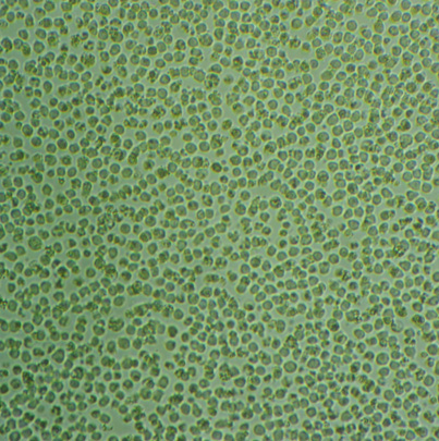 RH-35 Cells#大鼠肝癌细胞系源头种子库|培养基|STR图谱