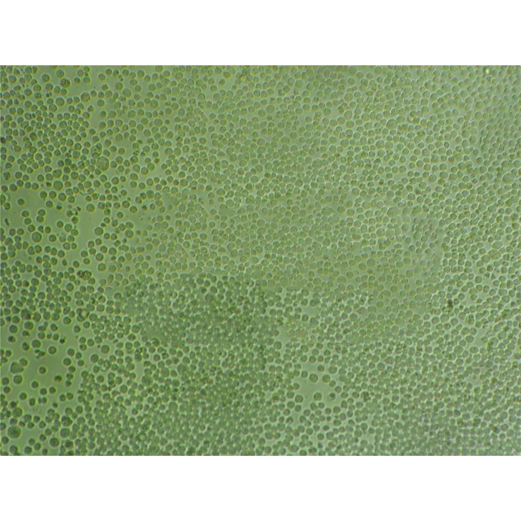 NRK-52E Cells#大鼠肾细胞系源头种子库|培养基|STR图谱