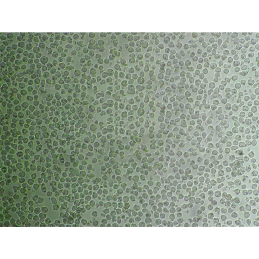 HSC-T6 Cells#大鼠肝星形细胞系源头种子库|培养基|STR图谱