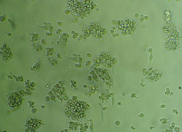 NCI-H596人肺腺鳞癌复苏细胞|STR基因图谱